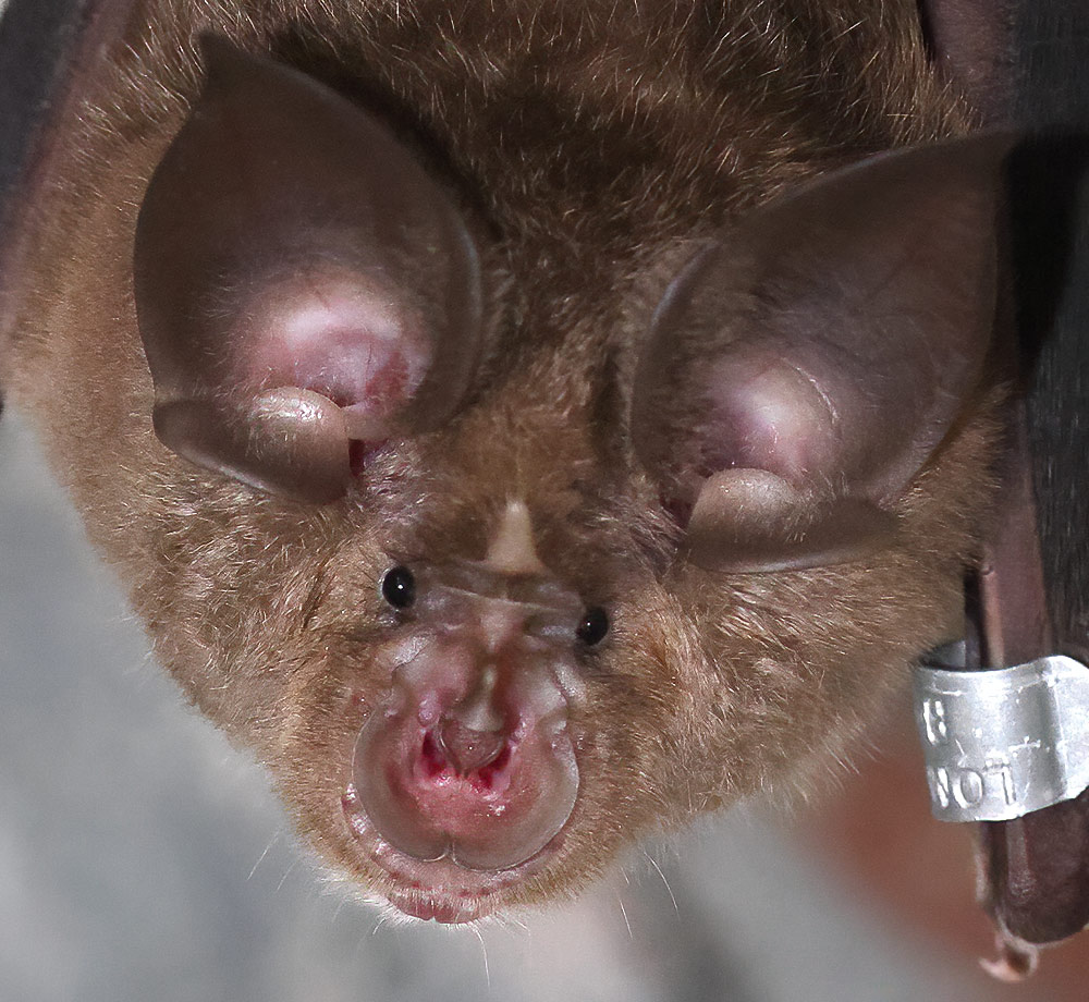Greater horseshoe bat